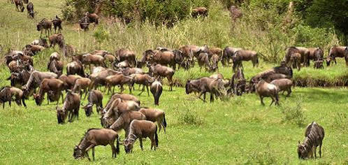 Mara River Lodge Aitong Ngoại thất bức ảnh